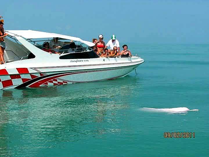 Wild dolphin sighting 2011