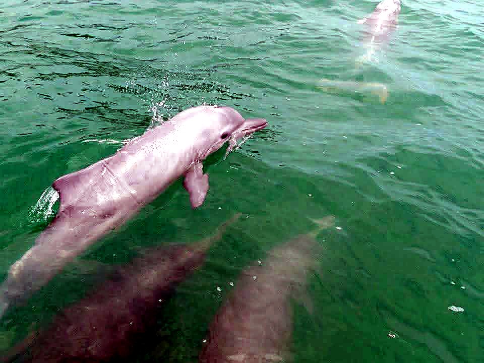 Dolphin Tour Samui