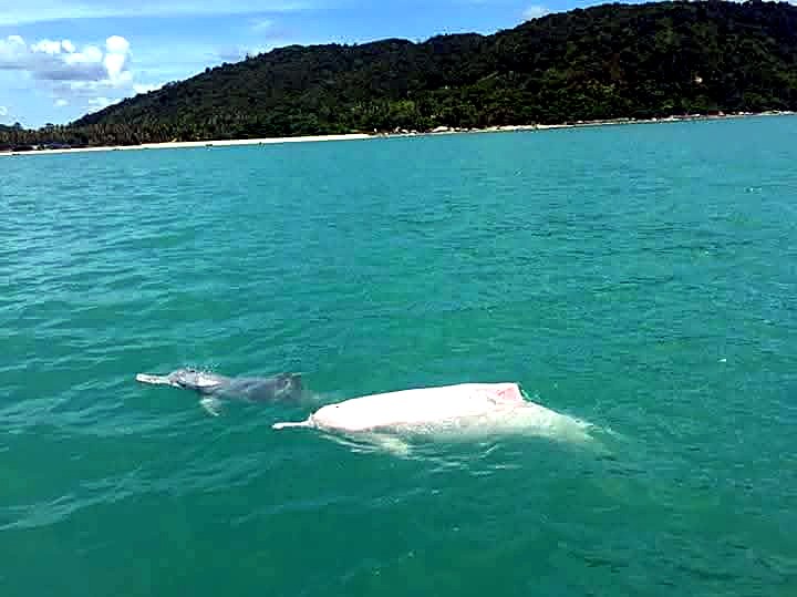 Real wild dolphin sighting near Koh Samui